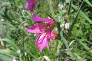 Gladiolus italicus (1200 x 799)